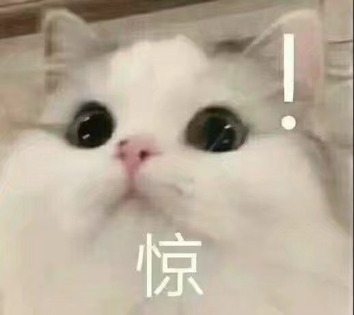 萌萌的猫咪表情包