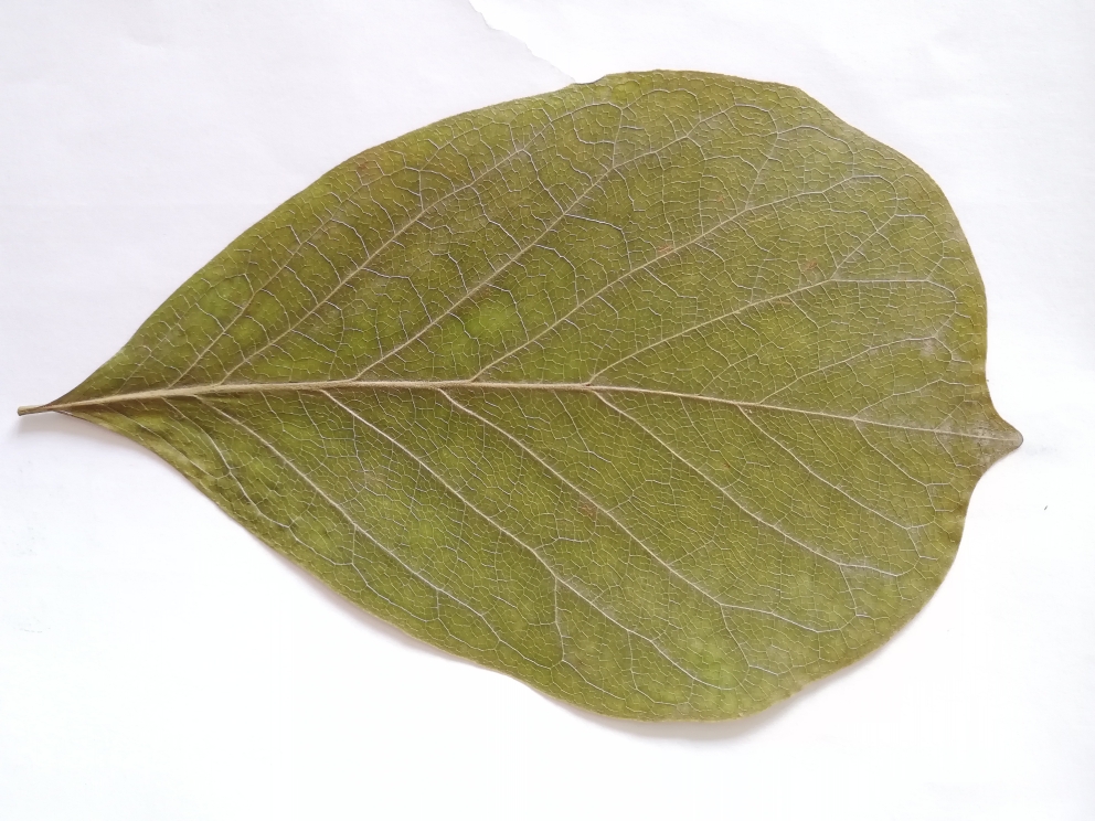 叶雕#不同树叶的雕刻效果测评