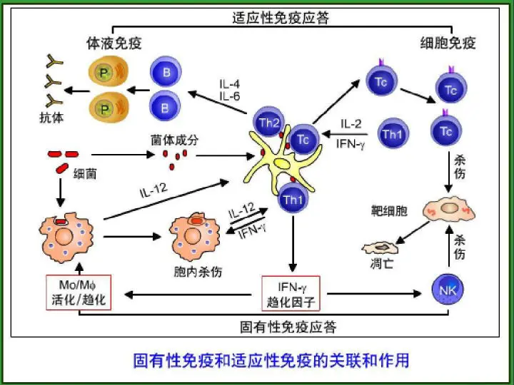 疫起重要预警作用，而细胞免疫决定皮肤癣菌感染后机体是抵抗或者易感。