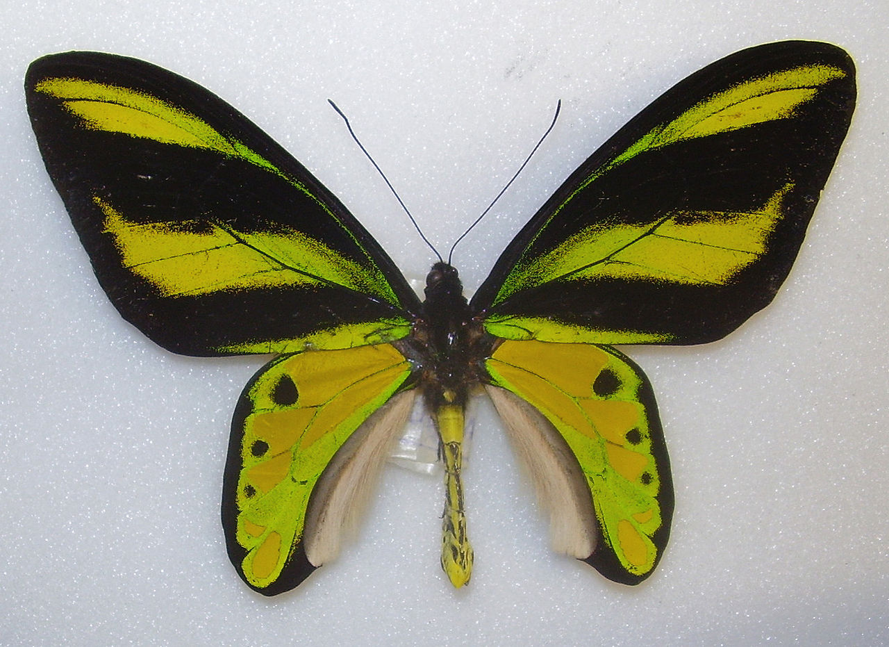 悌鸟翼凤蝶(ornithoptera tithonus) 分布:新几内亚 银鲛鸟翼凤蝶