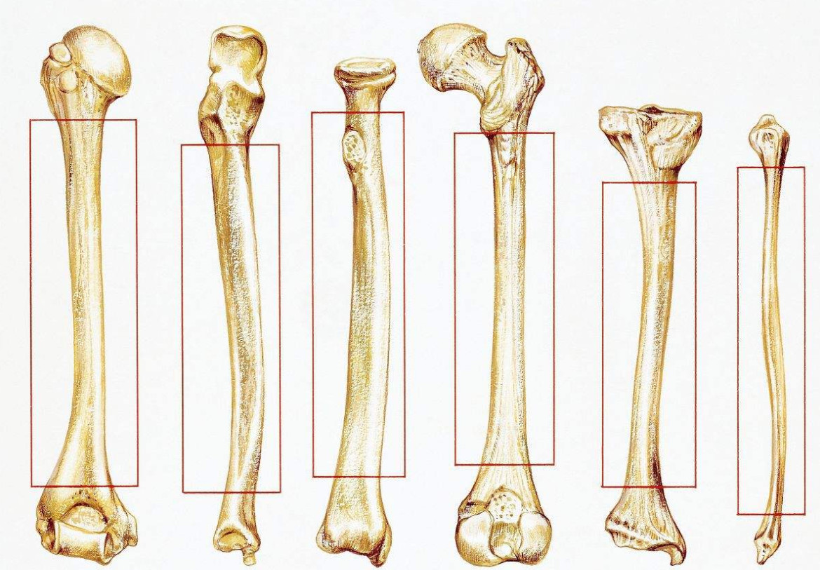 骨头的形状,也是许多顶尖设计的源泉.