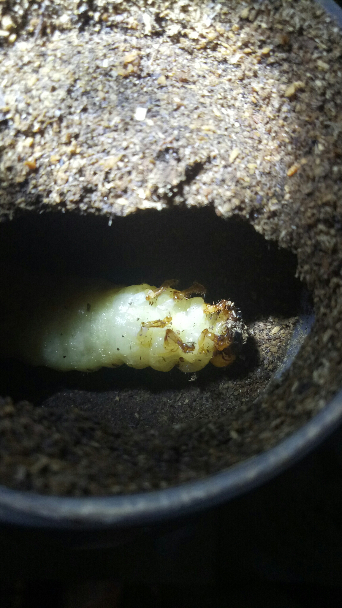 上图可以观察到前足的组织已经被抽离只剩下一层壳) 在甲虫经过漫长的