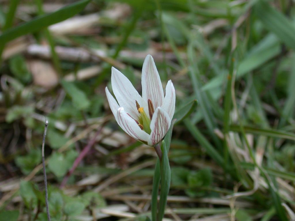 老鸦瓣(amana edulis)