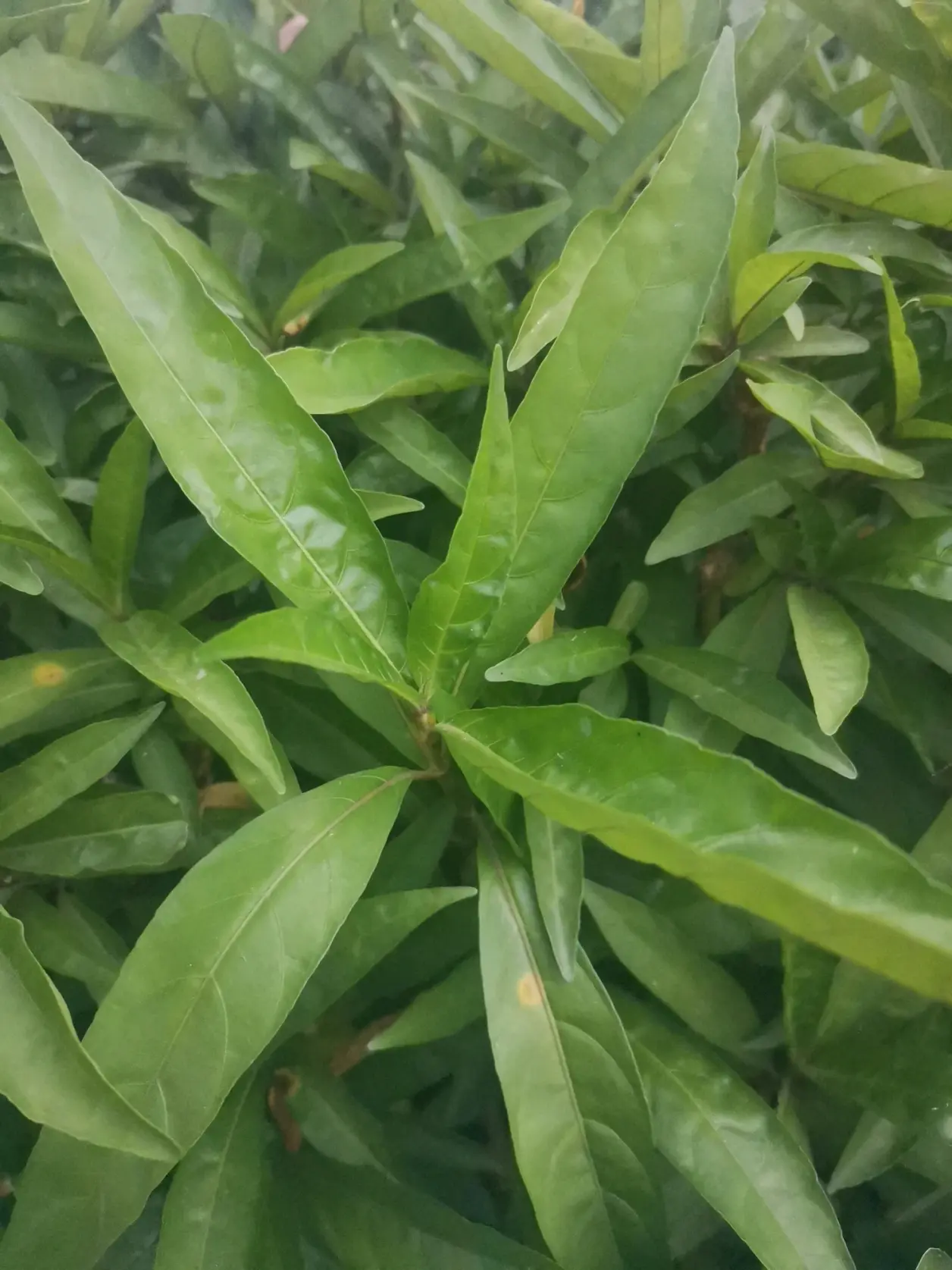 土塔药 莫哈郎爹（小驳骨丹）
