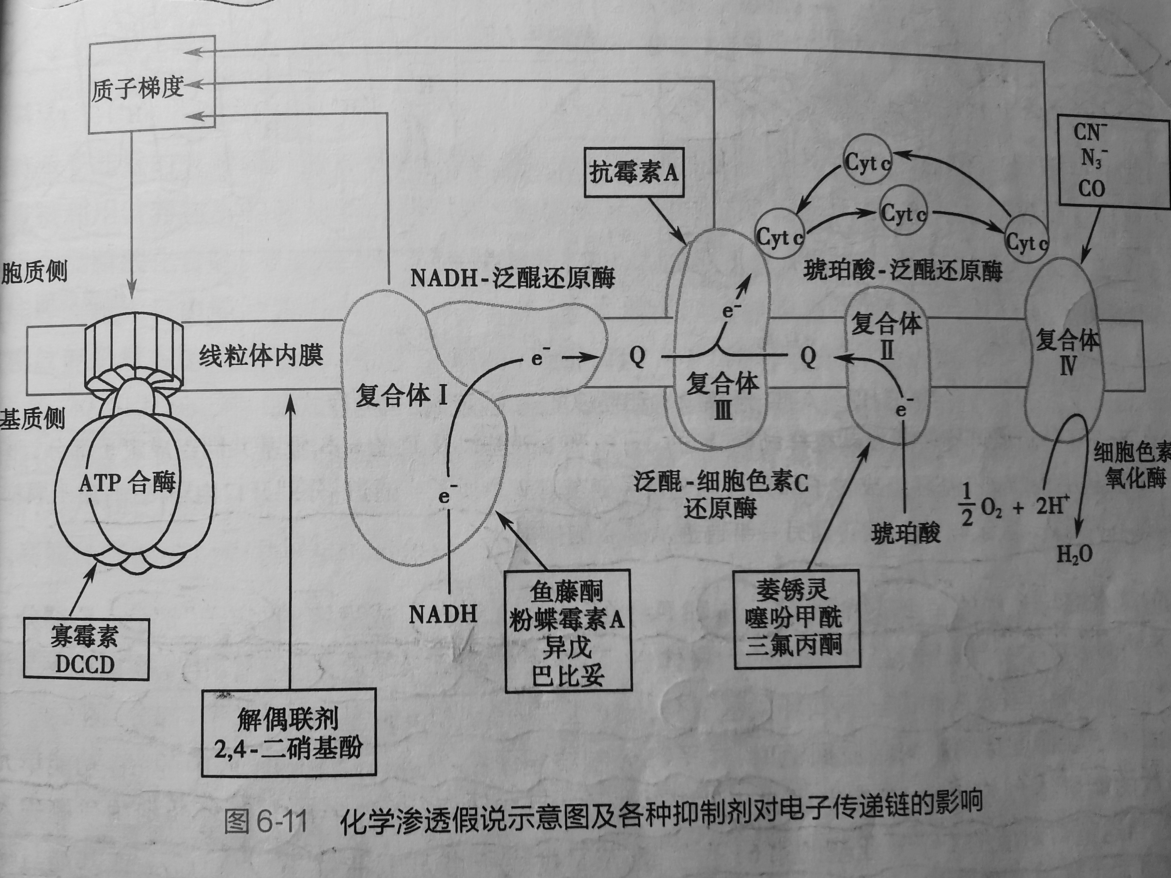 甲状腺激素即可促进氧化磷酸化,又可促进产
