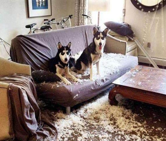 身上肉跳是怎么了 4ad1f8c02a493e12153ae88974e5977d2a86bf28.jpg