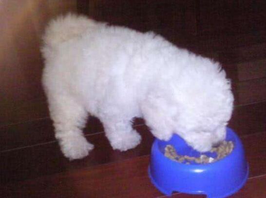 比熊犬是很好饲养的,不仅食量小,而且掉毛也少,基本上是不掉毛的,所以