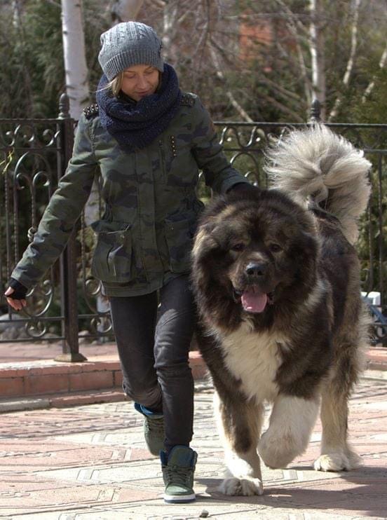 高加索犬哪里有卖的?哪里能买到高加索犬