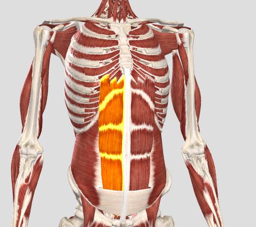 腹部肌肉的训练核心以及常见误解(3100字加肌肉图解)