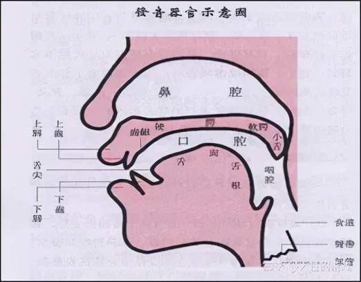 二,口肌训练与发音有什么关系?