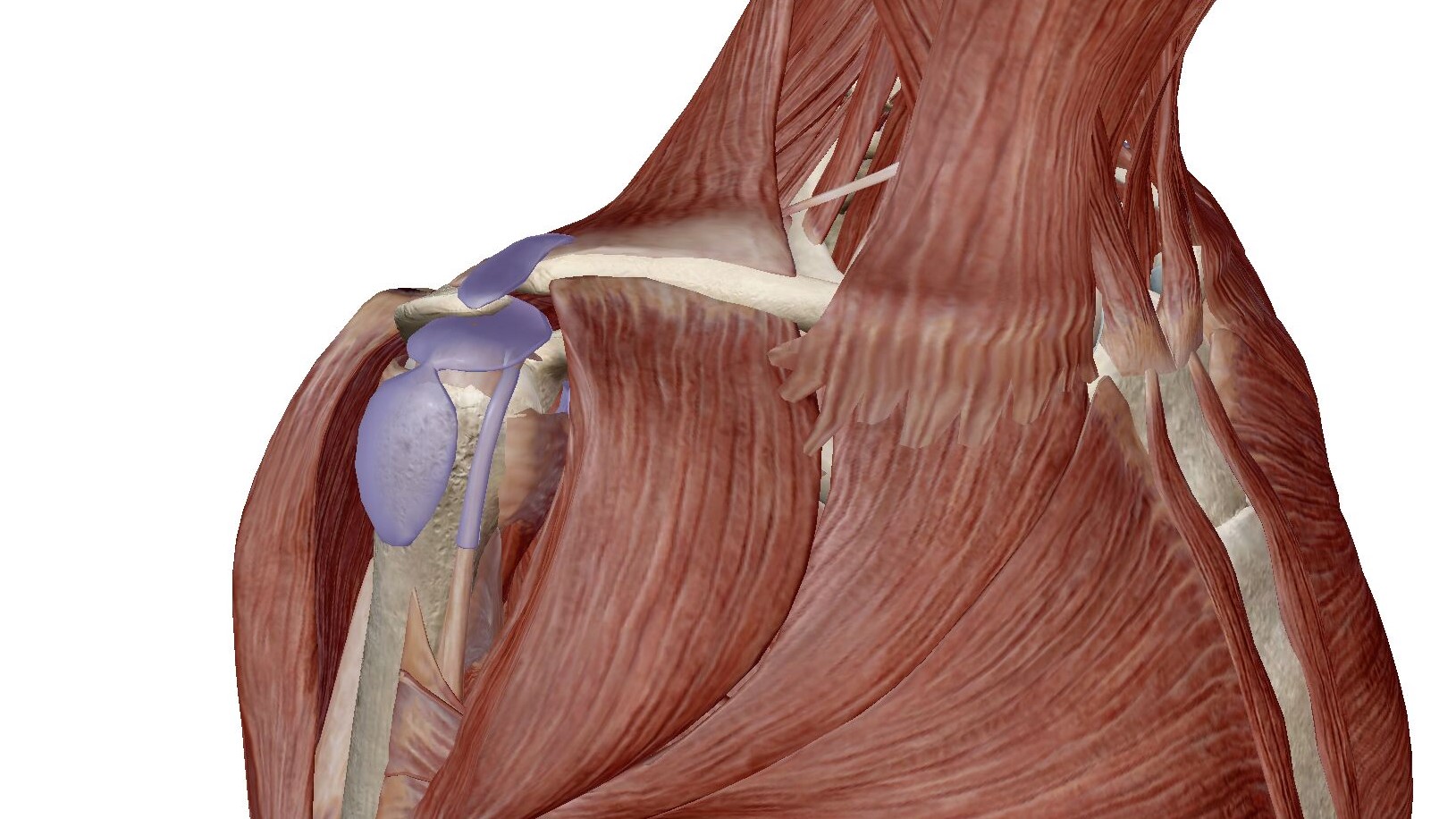 3)脂肪垫:位于关节囊内外两层之间,加厚了关节囊,减少正常关节功能所