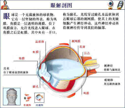 史上最全的人体(组织器官)全图