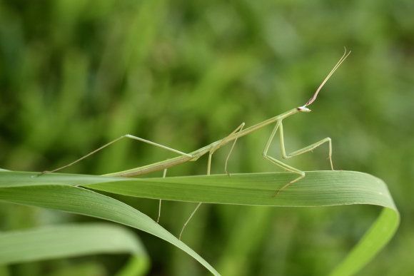 翅螳属 genus coptopteryx 大草螳就是中国螳螂中有记载的北美大草螳