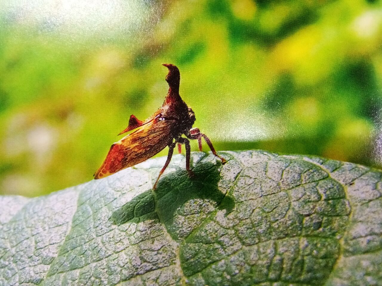 昆虫中形状有趣的物种角蝉