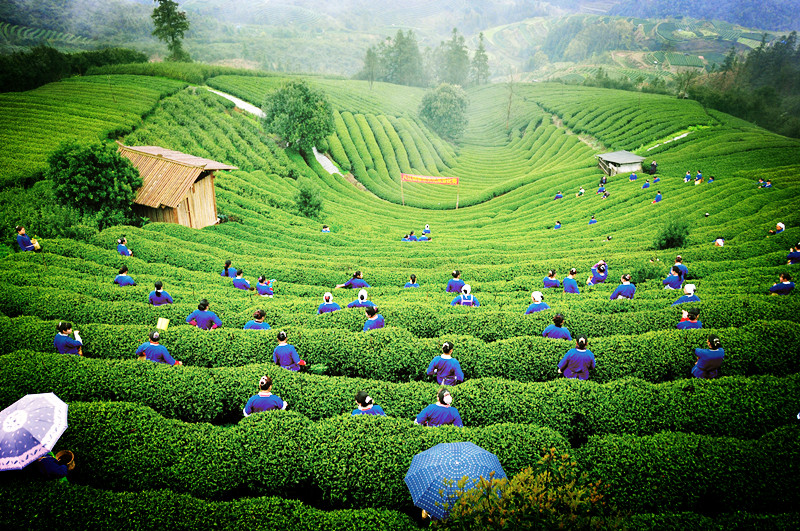 布央仙人山茶园