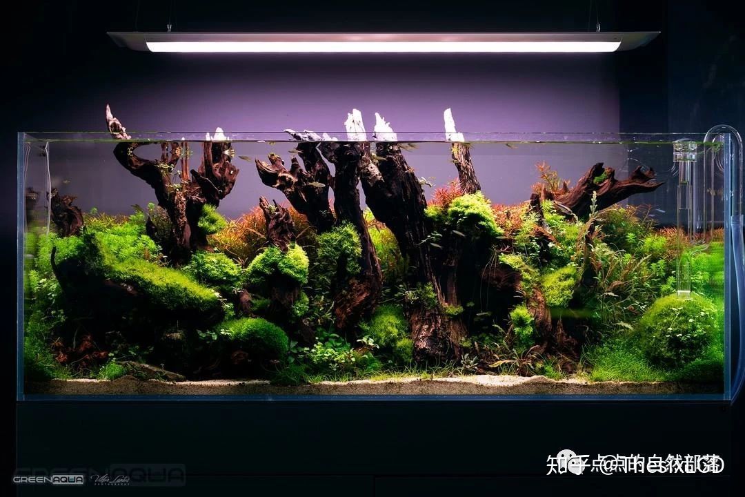 草缸从零开始一些常见的造景素材