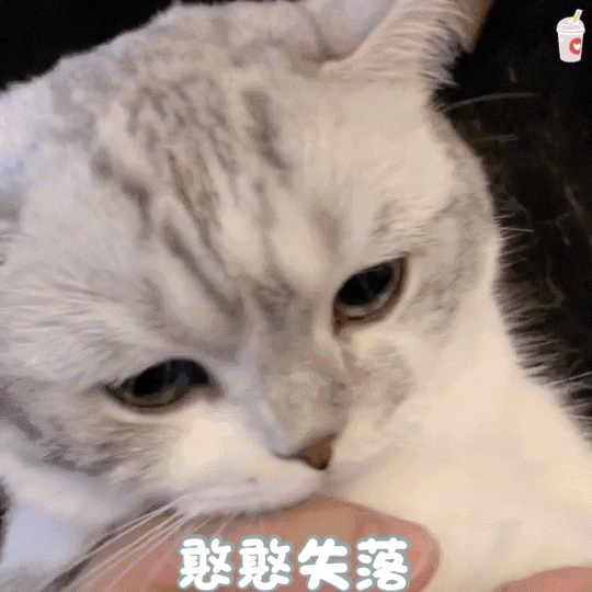 今日发表情包#可爱的猫猫 大分量哦
