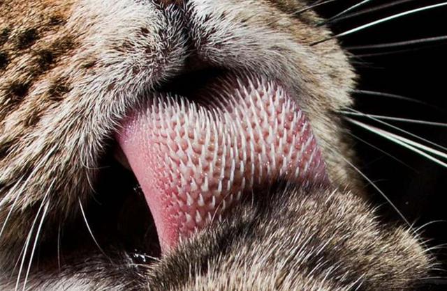 猫咪排毛球可以吃什么?