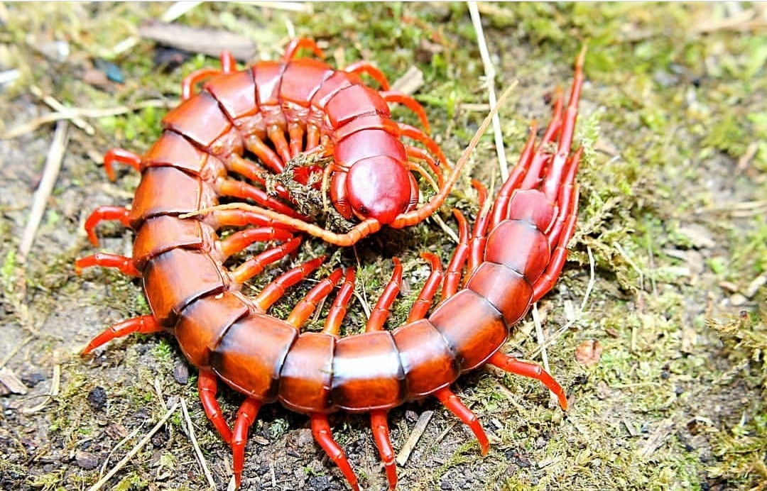 马来西亚樱桃红蜈蚣(scolopendra dehaani)