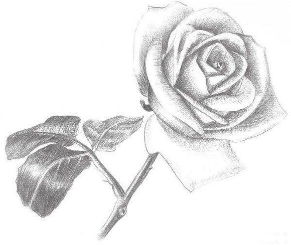 今天为大家准备的素描入门教程就是教大家画一朵玫瑰花,下面一起来