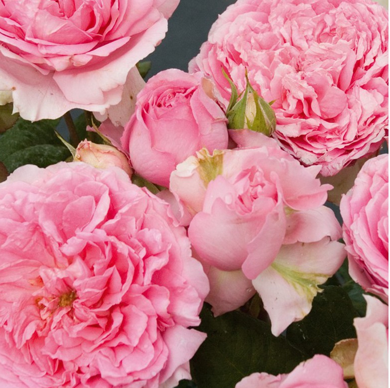 戴尔巴德月季 庞巴度玫瑰rose pompadour