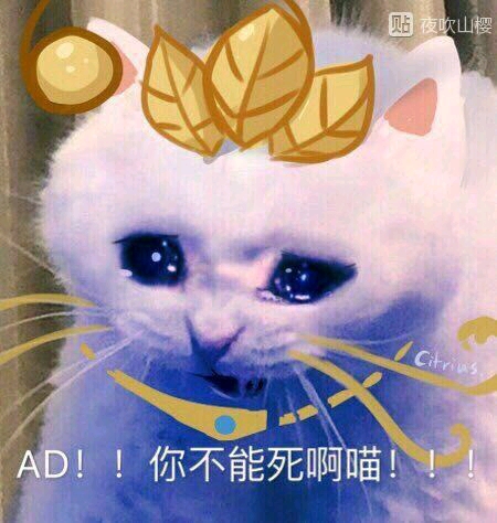 猫咪的表情包合集!喜欢的可以进来收图