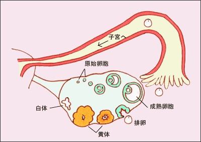 因为黄体无法定期萎缩退化或不完全退化,持续分泌少量的孕激素,这样会