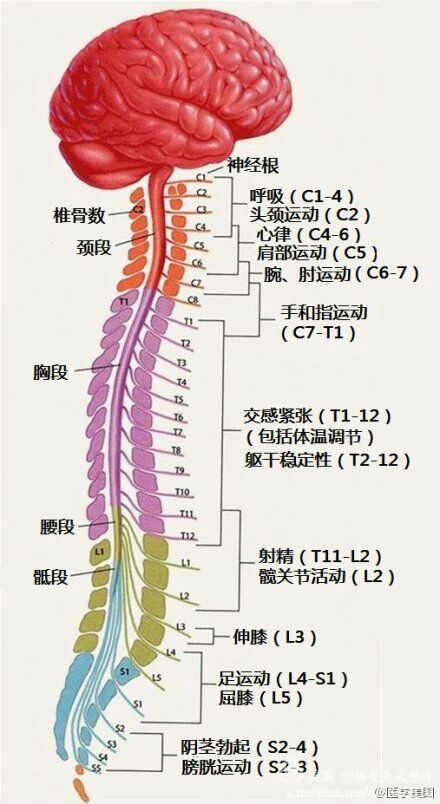 脊神经体表支配区域图