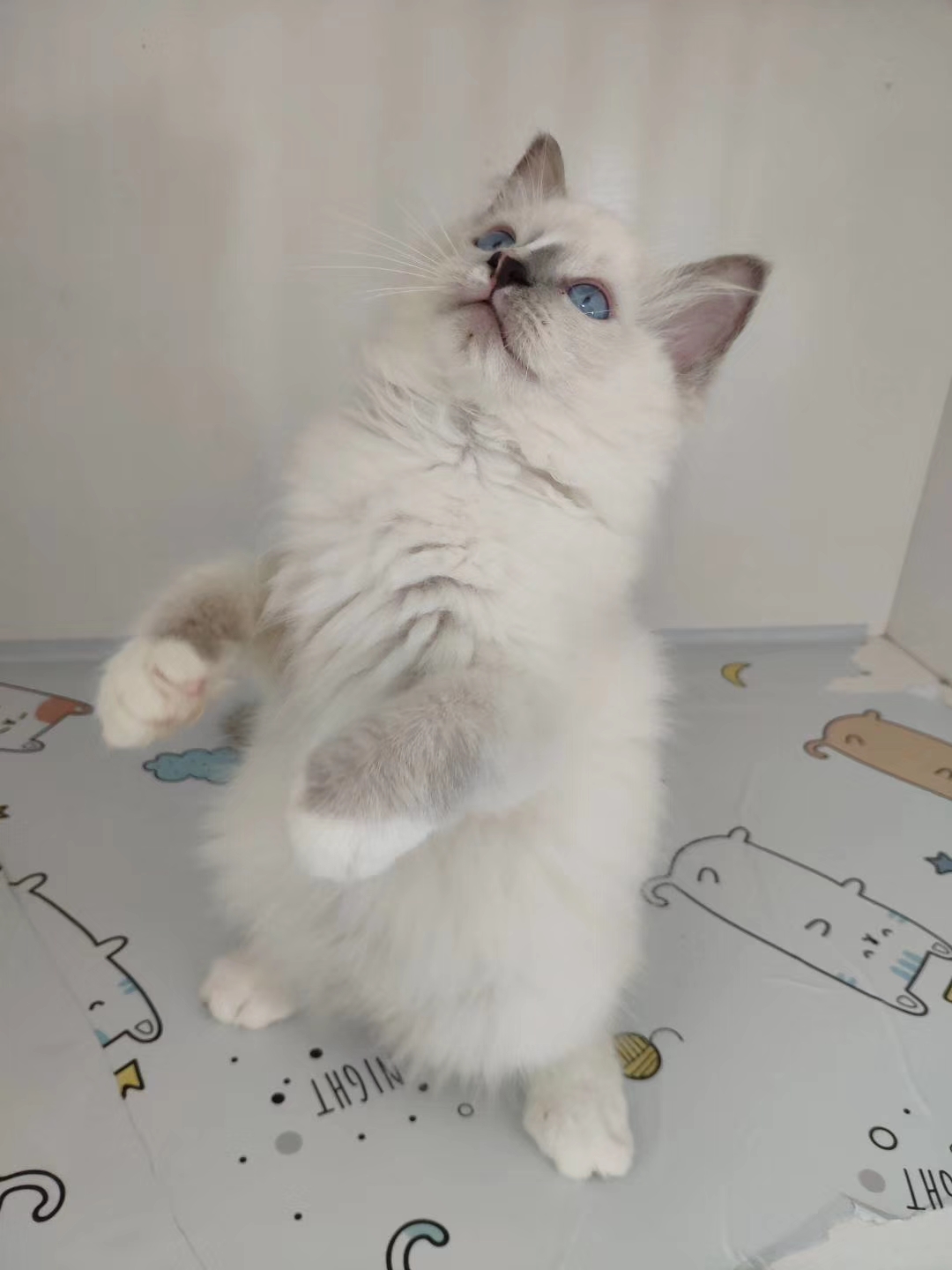 布偶猫小流星的成长记录