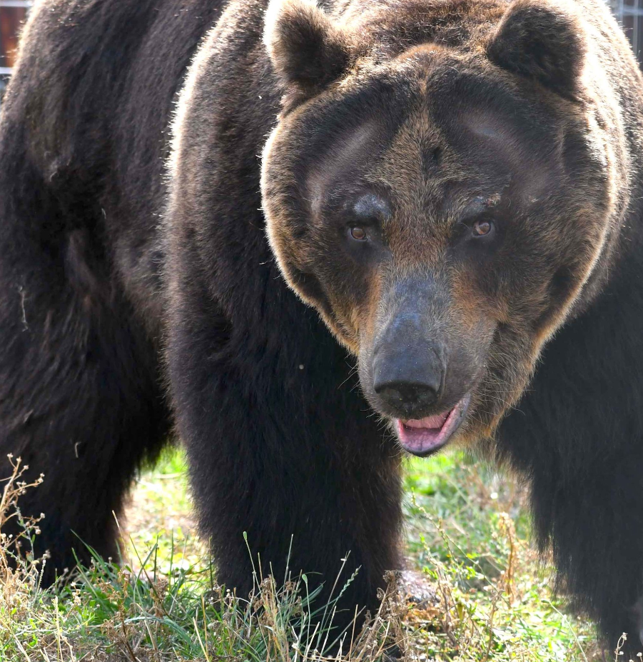 虎熊真相2:猛虎搏大熊,胜算几何?虎如何捕杀熊,熊又如何反击?