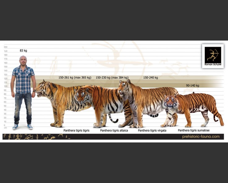 中国境内真实的史前狮虎大战 洞狮vs古西伯利亚虎