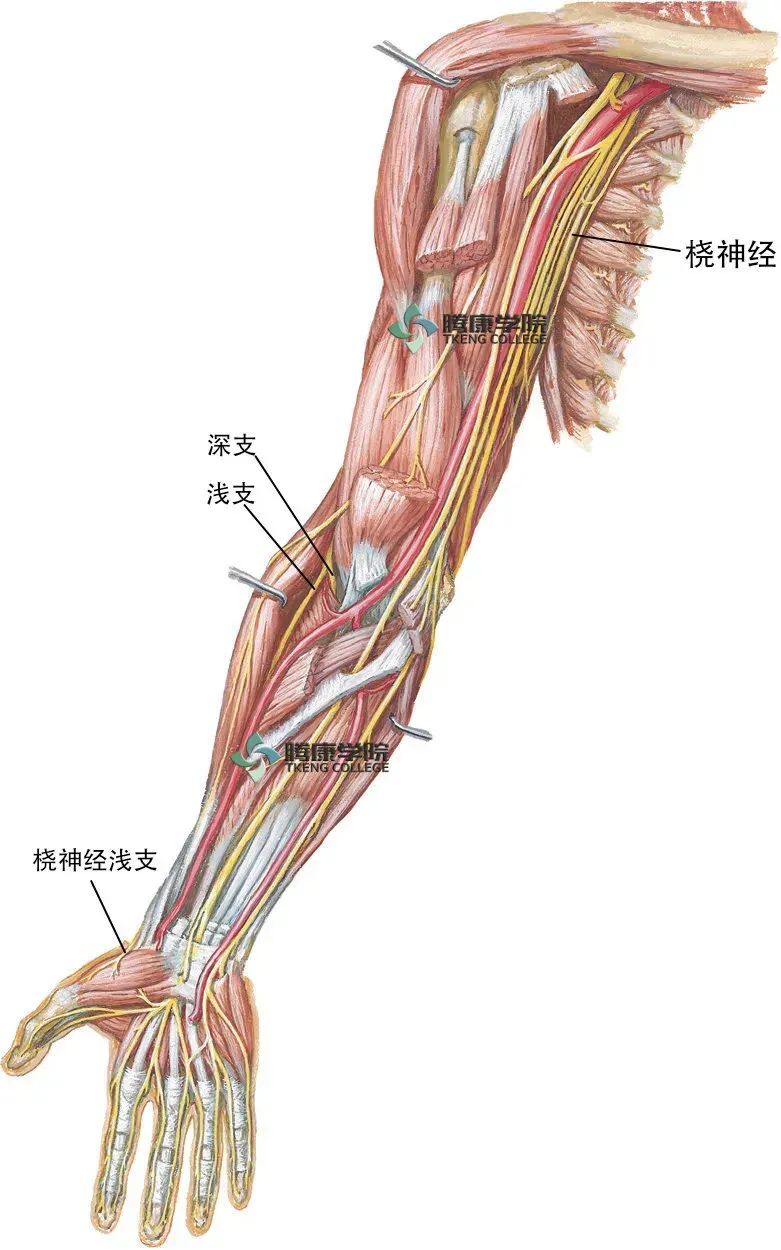 应用解剖 桡神经发自臂丛后束,由c5,c6,c7,c8及t1组成.