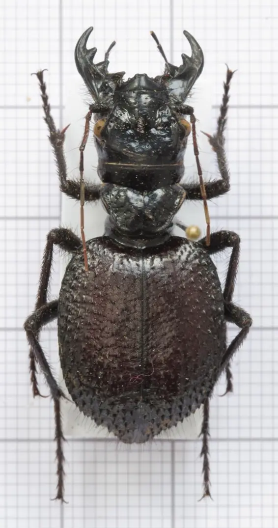 【物种科普】大王虎甲属 manticora 简介 v1.0