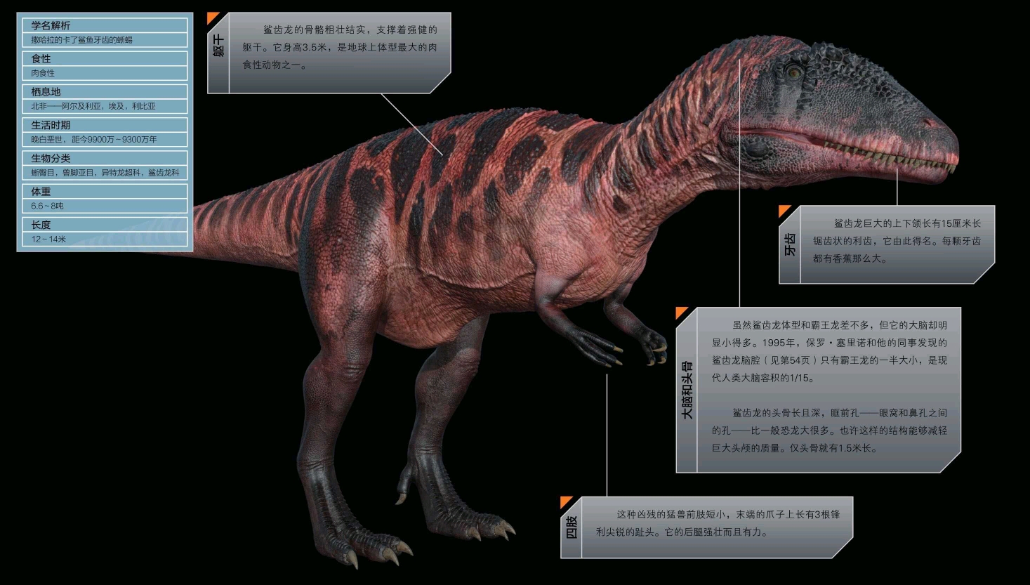 恐龙档案 鲨齿龙(carcharodontosaurussaharicus) 发音 car-car-o-don