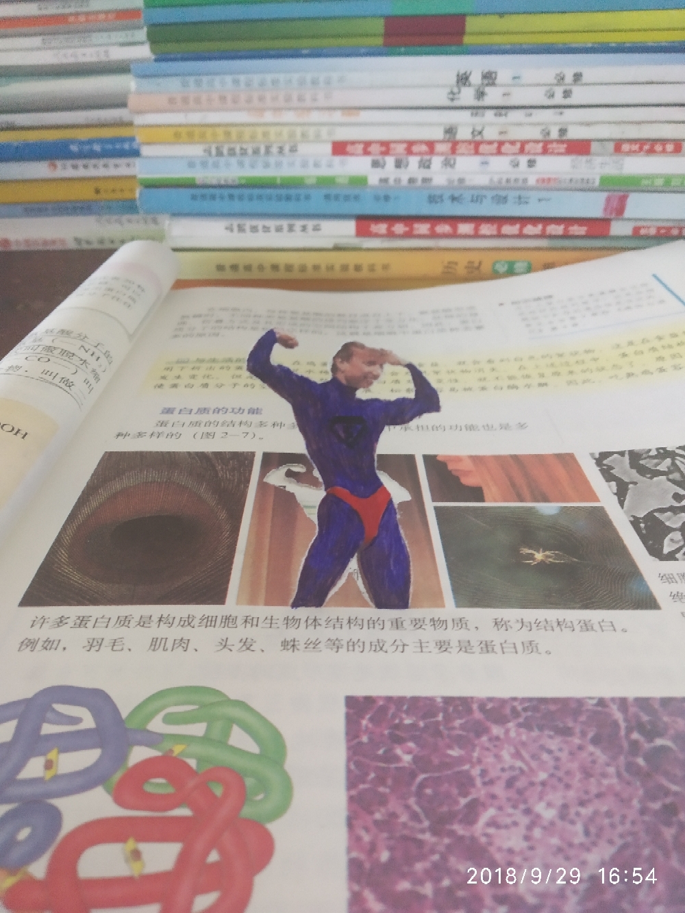 蛋白质女王