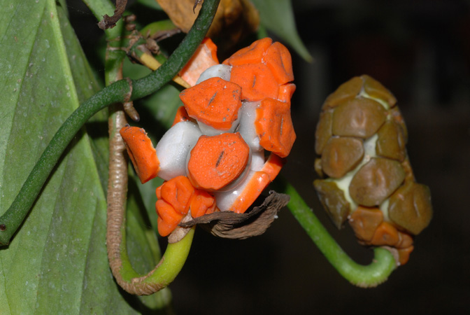 monstera obliqua偏斜龟背竹,果实