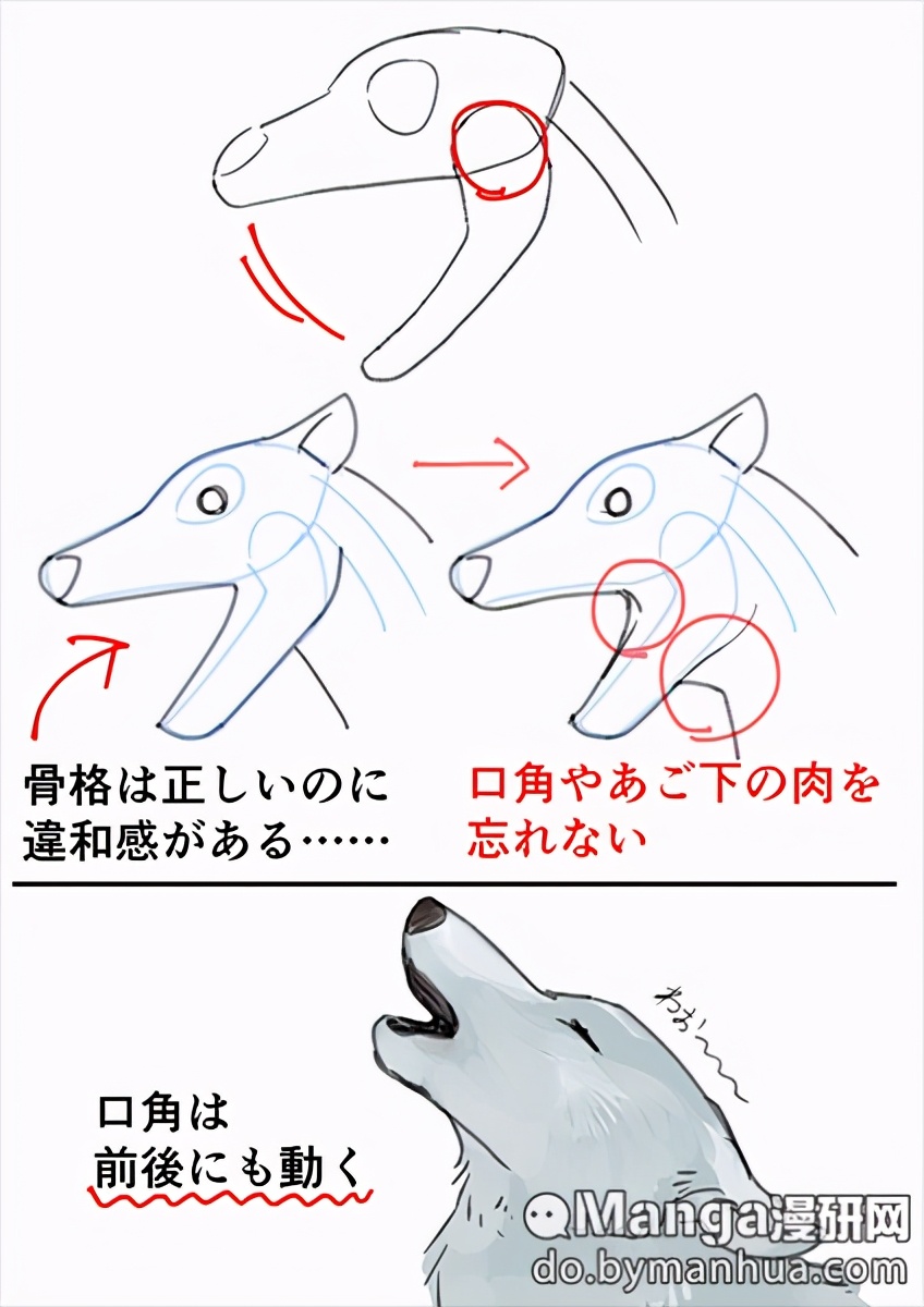 教你画动物嘴部牙齿的画法教程!