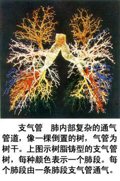 史上最全的人体(组织器官)全图