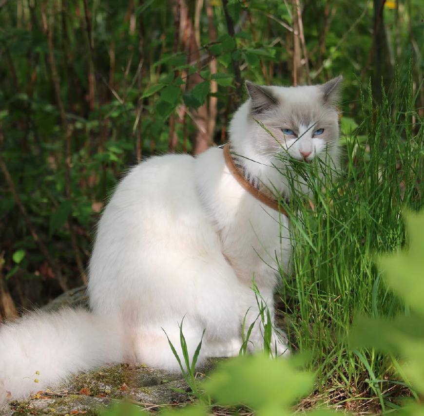 关于猫咪吃草的原因和注意事项,这五个知识点需要铲屎