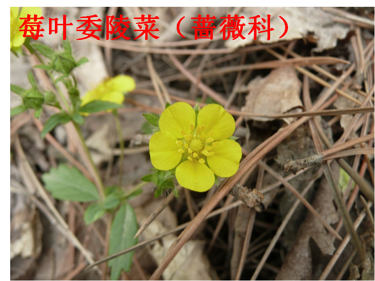 野外常见植物之菊科