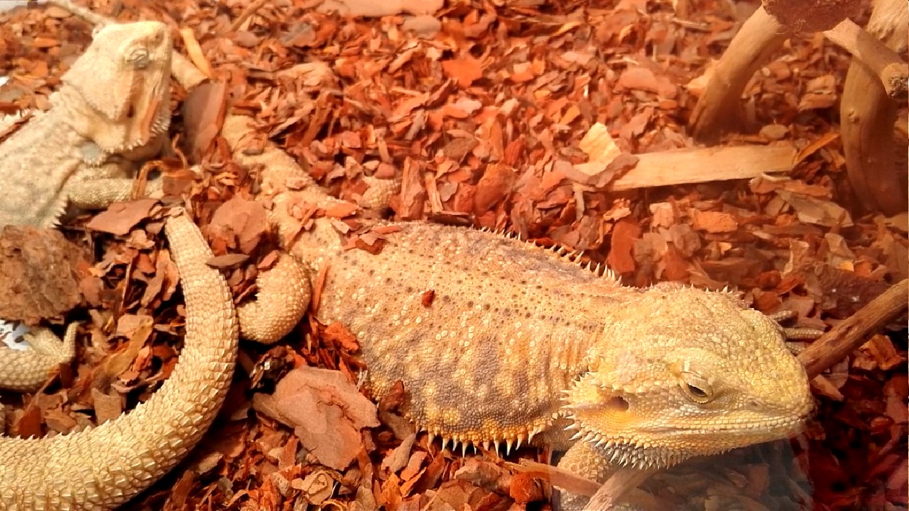 爬宠蜘蛛 4ede49c1e6856407591c28ae856ce36bb7be197a.jpg