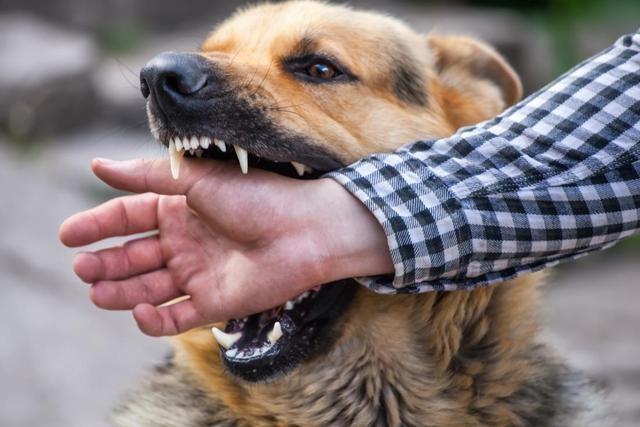 怕狗的人更易被狗咬因他的恐惧能被闻出这些行为也易作死