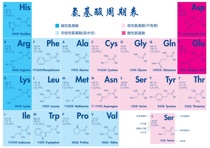 氨基酸科普