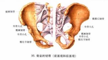 中国医科大学霍琨老师解剖课超详细讲义之关节学