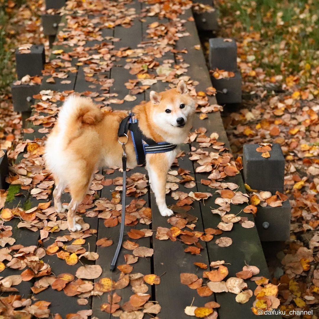 萌宠日本超人气柴犬网红们超萌柴柴隔着屏幕想撸秃它