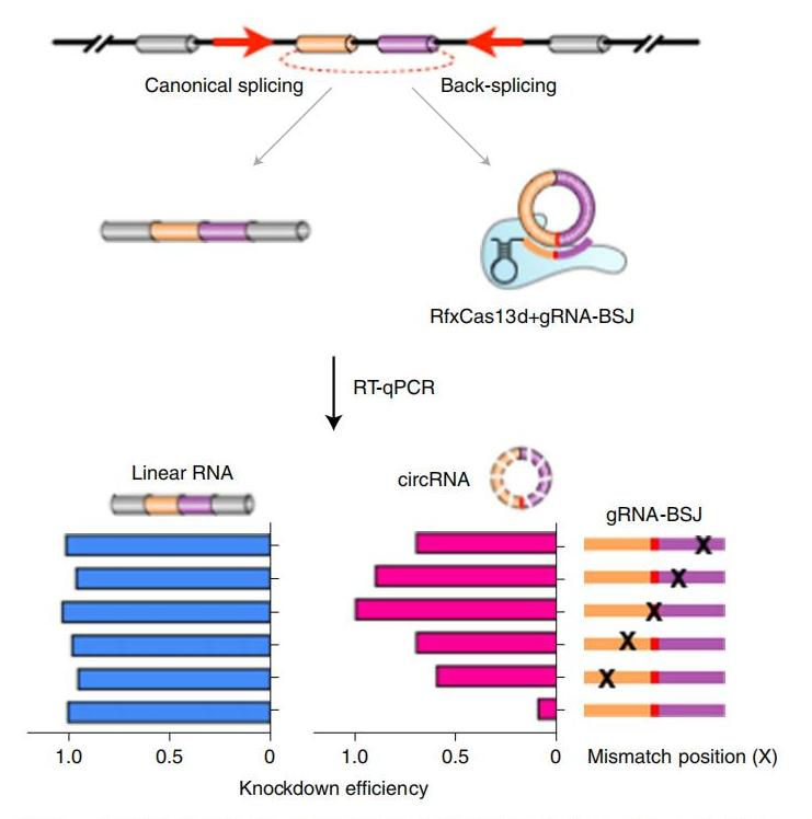 Nature Protocols Crispr Cas D Grna Rna