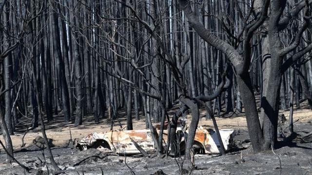 烧死10亿动物,烧毁21%森林,澳洲野火预示地球已被推向危险边缘