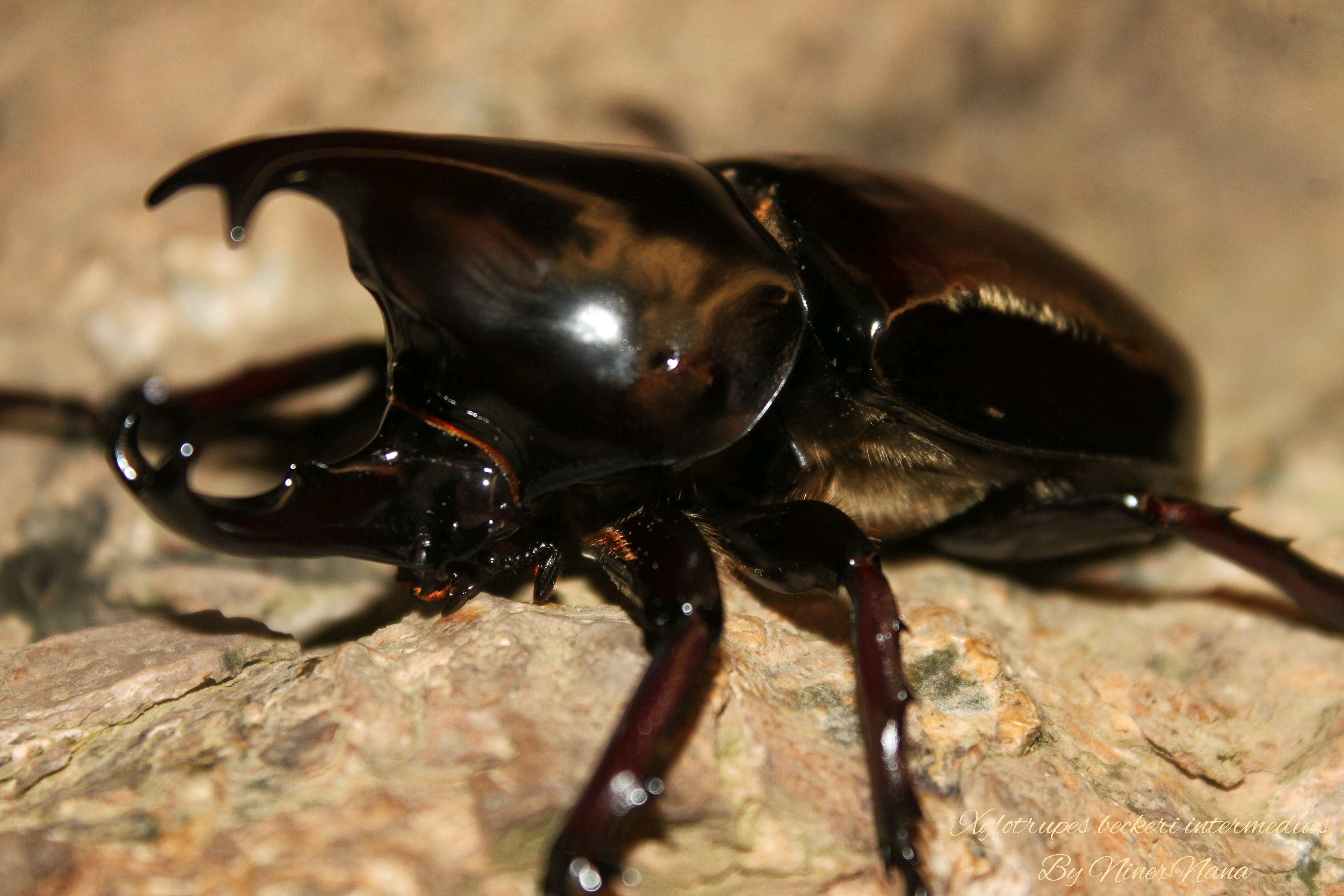 龙牙姬兜xylotrupes beckeri intermedius(写真)