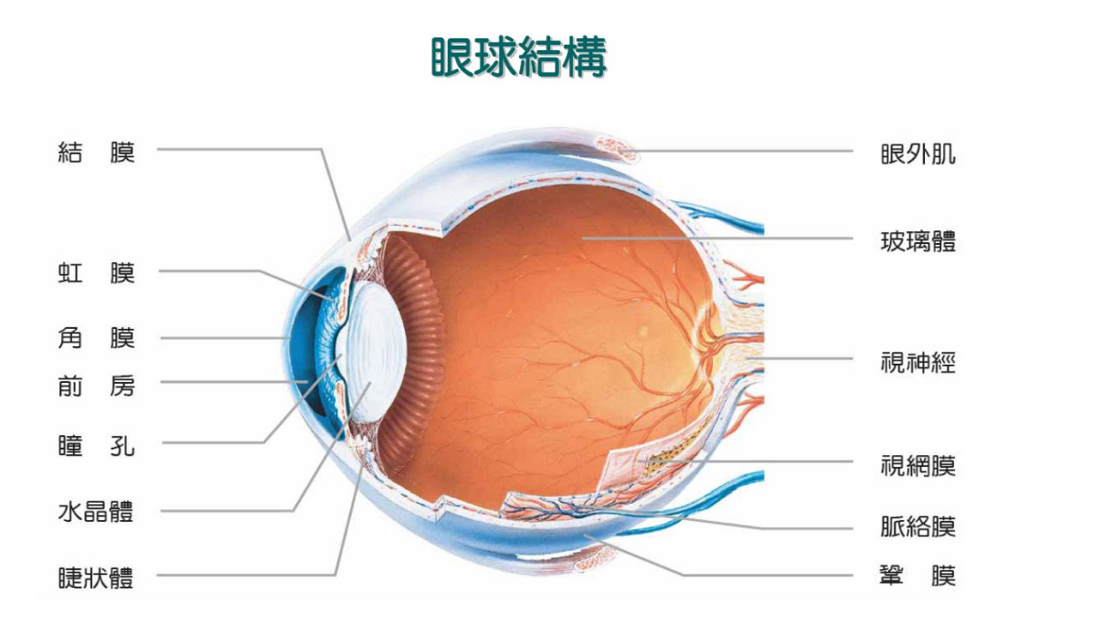 可能有人觉得到这里眼睛就已经算是画好了