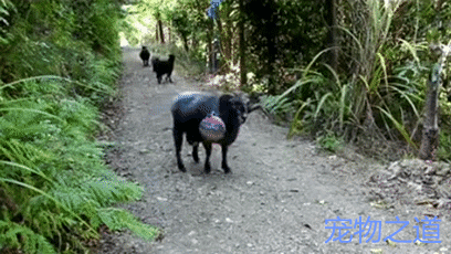 男子在羊每天经过的路上挂了一只球,结果惹怒了羊:不信顶不服你